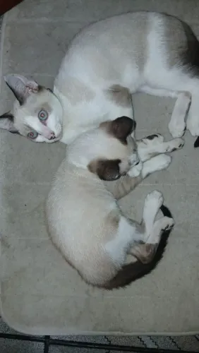 Doação de gatos