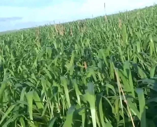 PECUÁRIA - Área Rural 40 Alqueires