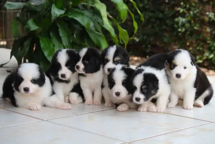 border collie 550