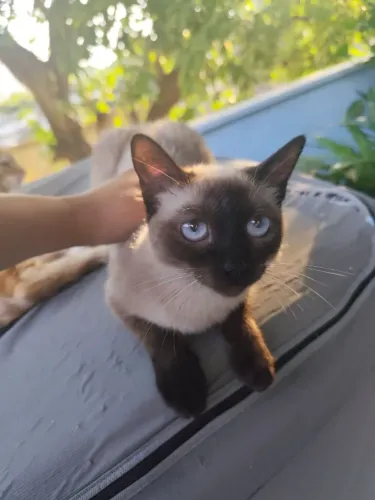 Adoção de Gatinha Siamês 