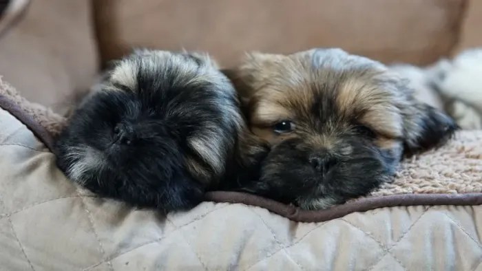 Lhasa Apso,Lhasa Apso Filhote de Alta Qualidade com Pelagem Encantadora