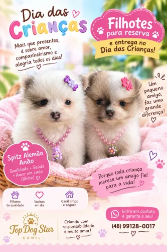 Spitz alemão anão