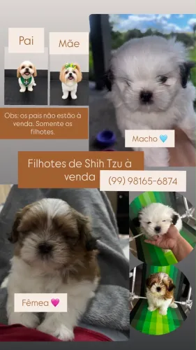 Vende-se filhotes de shih tzu