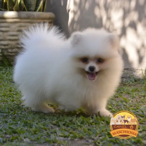 Spitz alemão. Pedigree CBKC