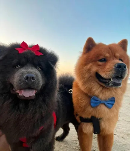 Lindas filhotes de Chow Chow fêmeas pra reserva