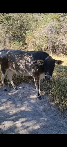 vaca