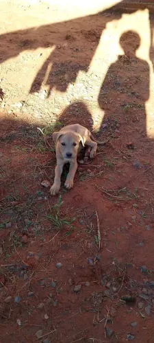 Doa-se filhotes de Pitbull macho