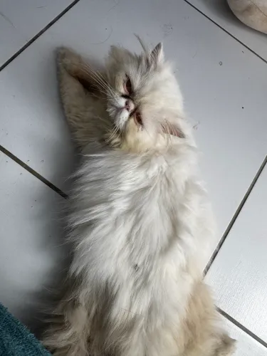 Vendo gato perca branco