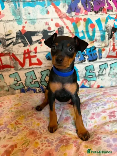 Filhotes de Pinscher/Pincher Anão Legítimo Macho e Fêmea com Pedigree