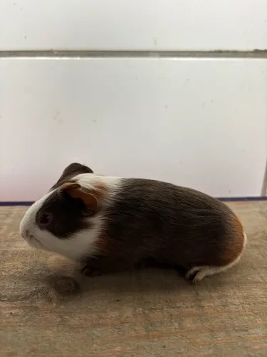 Porquinhos da índia filhotes
