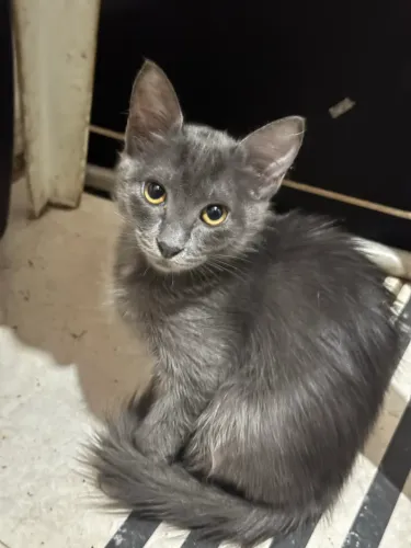 Gatinhos(a) filhotes para adoção