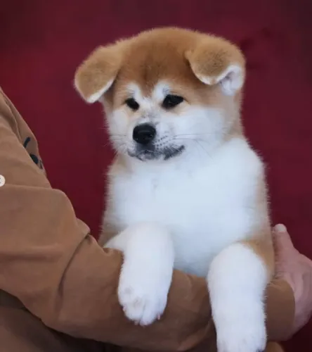 Akita Inu,Akita Inu Filhote Estrutura Perfeita Disponível