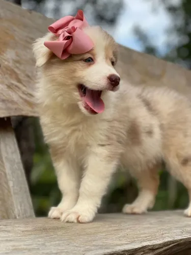 BORDER collie para Rio das ostras