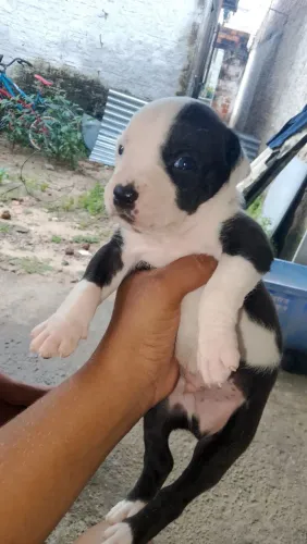 Pitbull macho