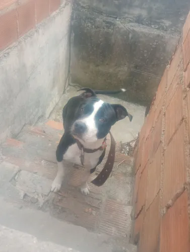 Pit Bull