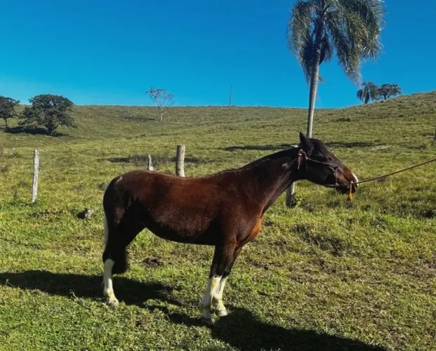 Vendo Égua Potranca