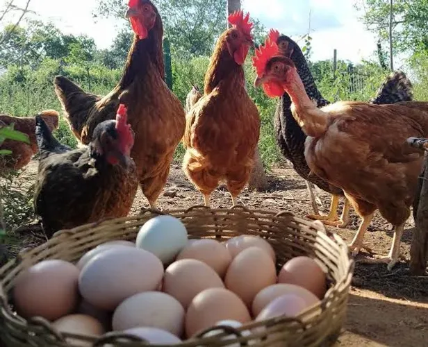 Ovos de alto padrão de qualidade