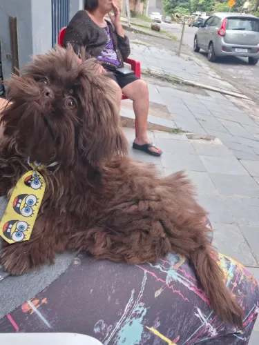 Shih tzu Macho (8 meses)
