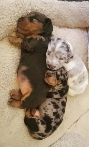 Dachshund Levando Alegria Para Novas Jornadas