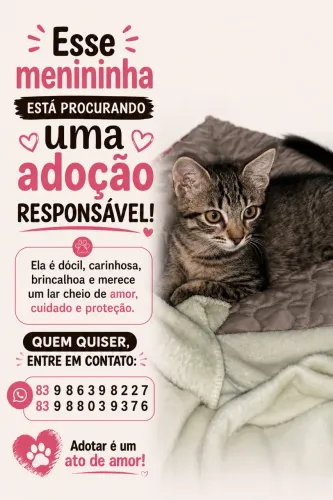 Adoção de gata