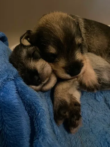 Filhotes Schnauzer 