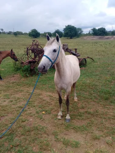 Cavalo 