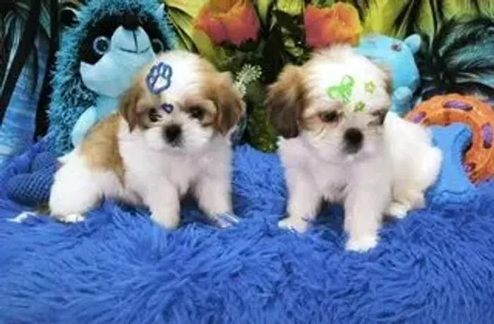 Doacao Filhotes De Shih Tzu Super tel  *