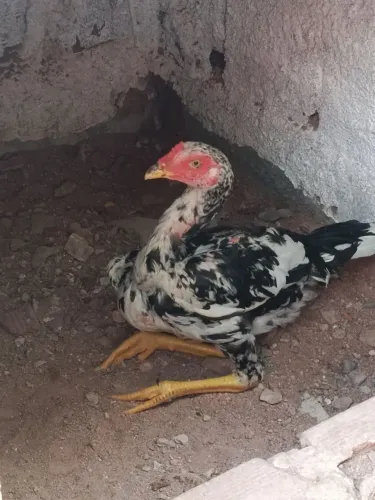 Galo galinha e pintos