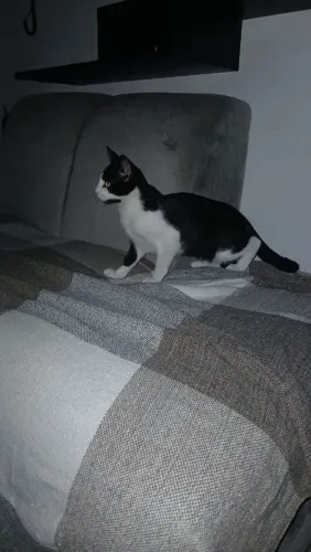 Doando Gato Macho urgente