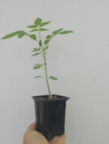 Muda de tomate cereja 