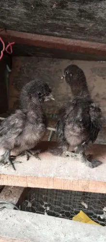 Pintinhos de galinhas sedosas