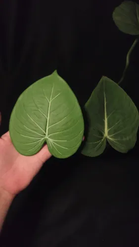 Peça em Cerâmica de Filodendro Glorioso, decoração de planta para parede e casa