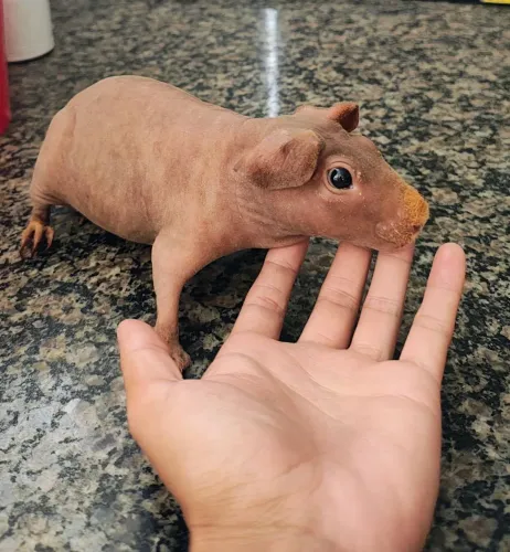 Porquinho da Índia skinny macho e fêmea 