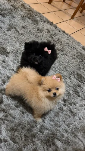 Filhotes de Spitz alemão com pedigree 