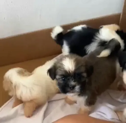 Shih Tzu Machos Disponiveis 
