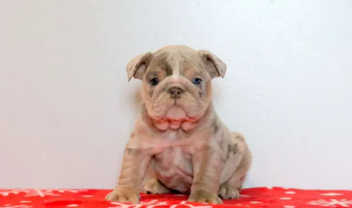 Bulldog Inglês,Bulldog Inglês Filhote Vacinado e Vermifugado