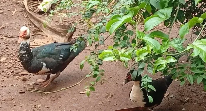 Casal de Patos