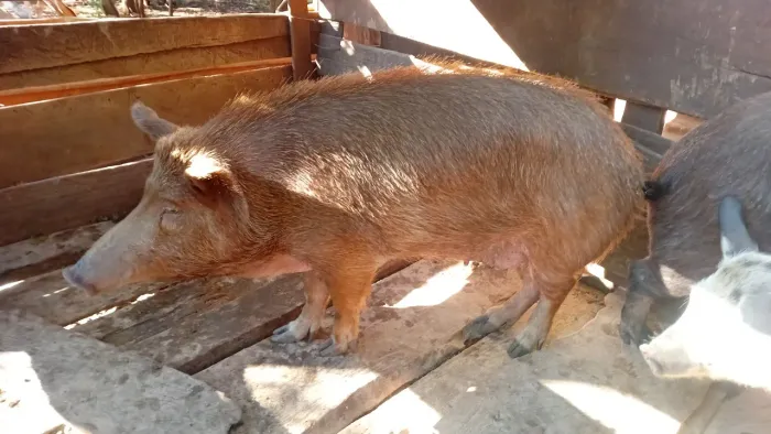Porca 