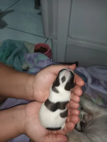 ? Filhotes de Shih Tzu - Bebê Femea