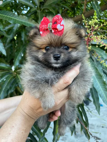 Spitz alemão fêmea