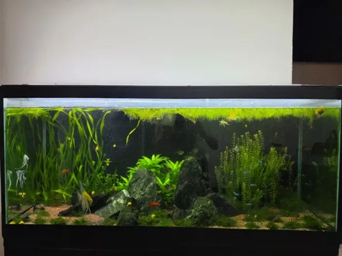 Aquario
