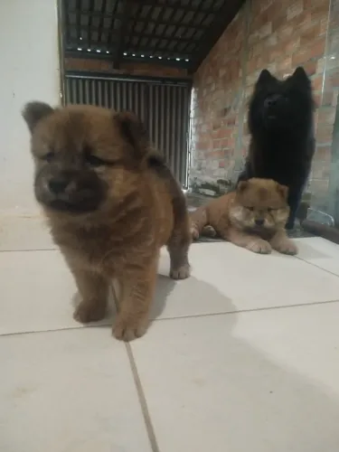 FILHOTES DE CHOW CHOW - VENDA RÁPIDA! ?