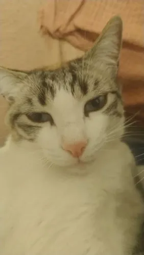 Doação de gata castrada