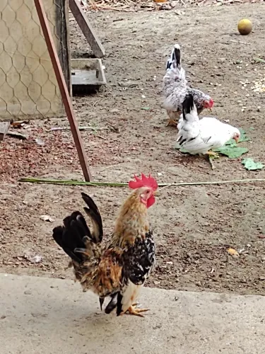 Nagazak , casal