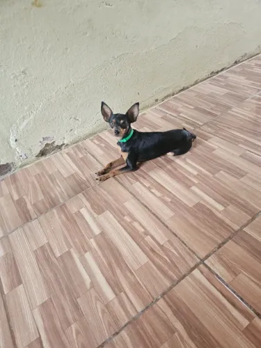Procuro pincher fêmea ateo número 01 pra comprar