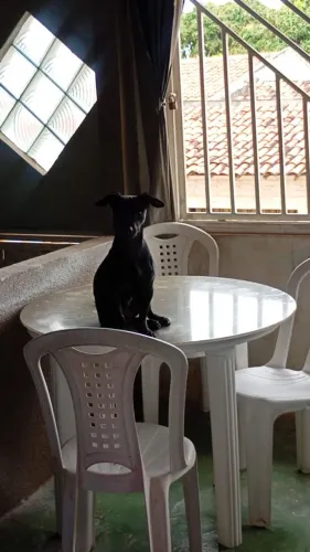 Cachorra