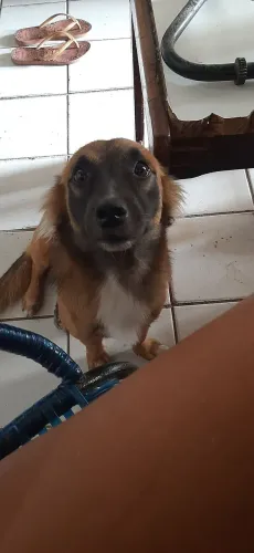 Adoção responsável 