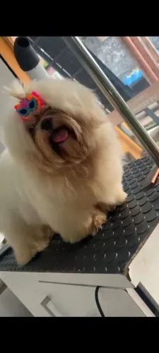 Lhasa Apso fêmea $1.500 reais 