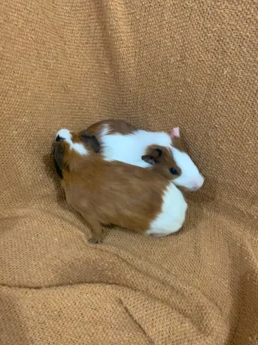 Vendo porquinho da índia