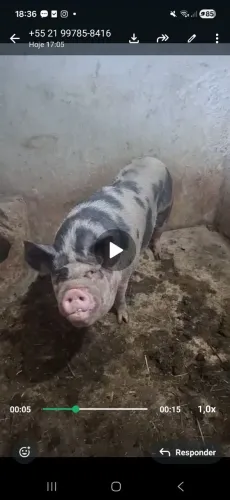 Porca prenha caruncho Legítimo